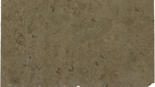 Shells Grey